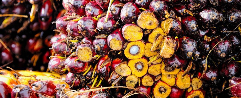 Sertifikasi RSPO Supply Chain untuk Kelapa Sawit