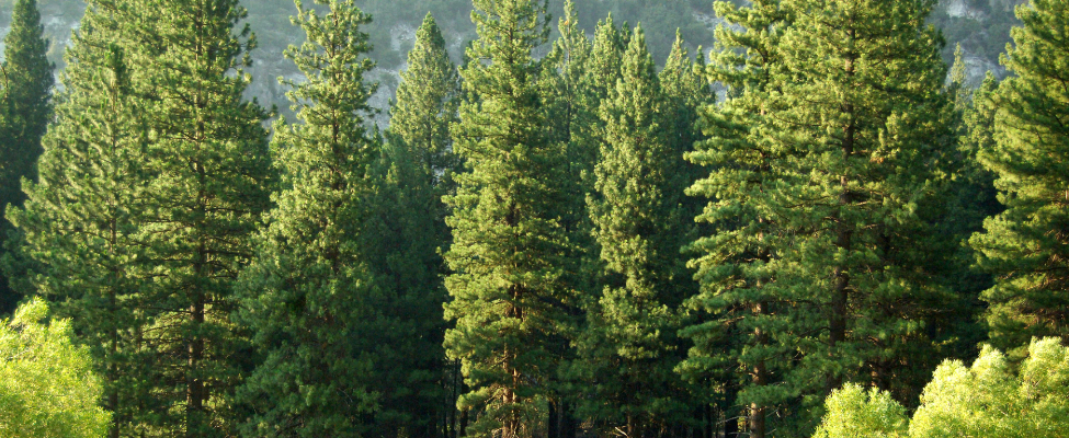 Sertifikasi PEFC Chain of Custody