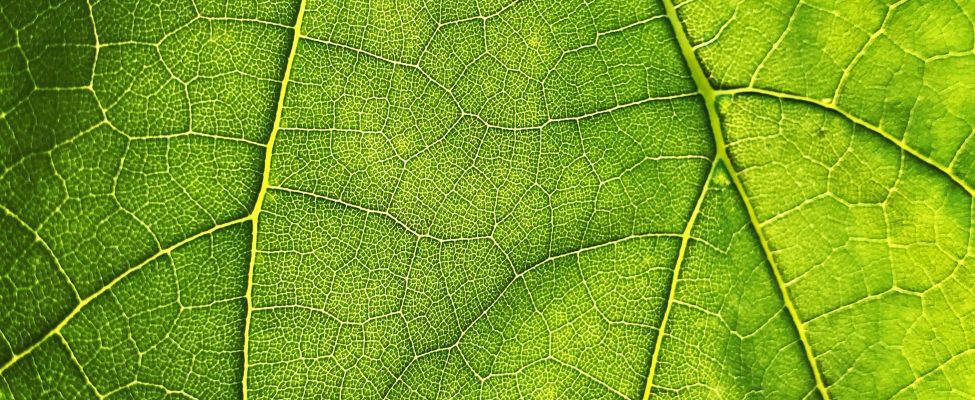 Peraturan Deforestasi Uni Eropa (EU Deforestation Regulation (EUDR))