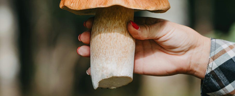 Hutan, Pangan, dan Pentingnya Sertifikasi