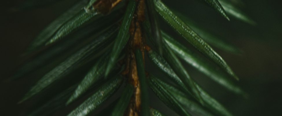 PEFC Council telah menandatangani kontrak dengan BM Certification untuk melakukan audit PEFC RED II